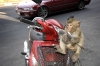 monkeytown-04